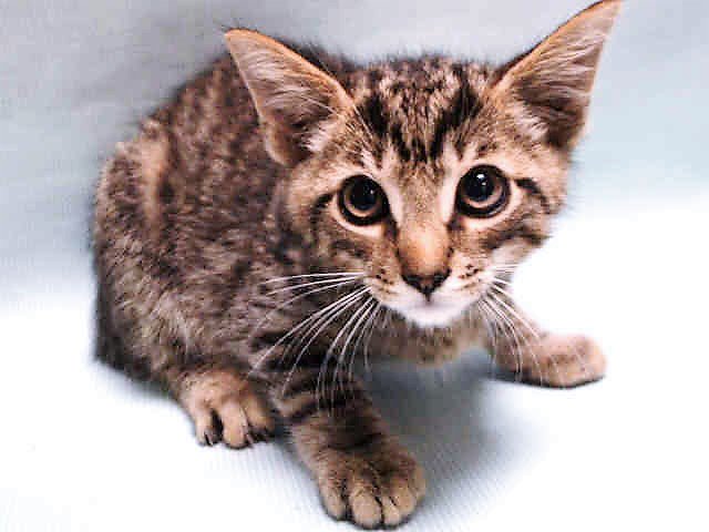 NYCDEATHROWCATS's tweet photo. JUST ADDED! YAKKO - A1126261 
Follow me here for updates and status: https://t.co/QSFg8MVwMN https://t.co/MfUtE4l6Wp