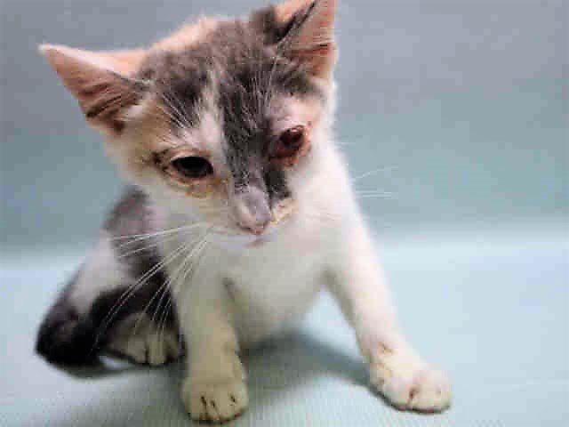 NYCDEATHROWCATS's tweet photo. JUST ADDED! UNIQUA - A1126260 
Follow me here for updates and status: https://t.co/VgqIMSoR6i https://t.co/f0hCxdr3dv