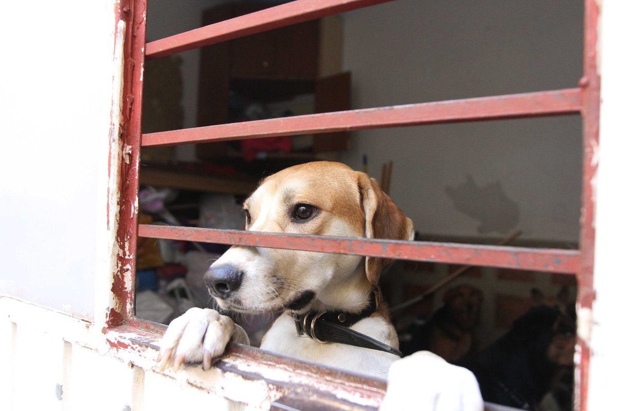 Notimex's tweet image. Se instaló un albergue para mascotas que perdieron a sus dueños en las calles Monterrey y Tepic, colonia Roma.