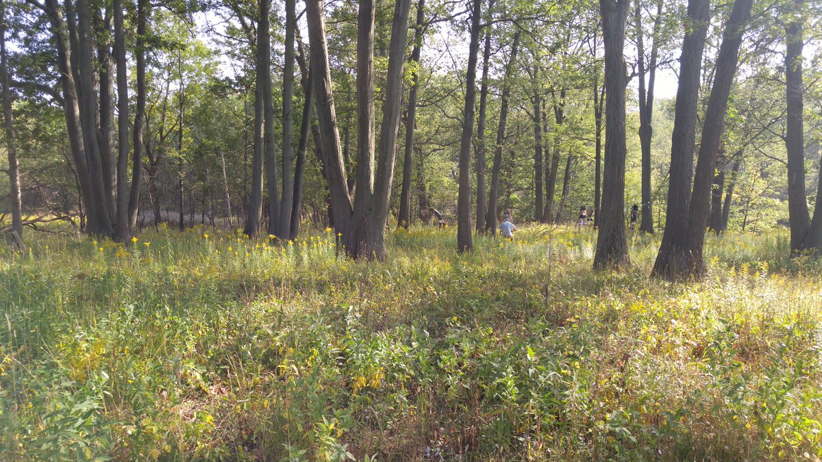 CandyVenni's tweet image. If you go down to the woods today....#ParadiseProject #Hamont #PrincessPoint