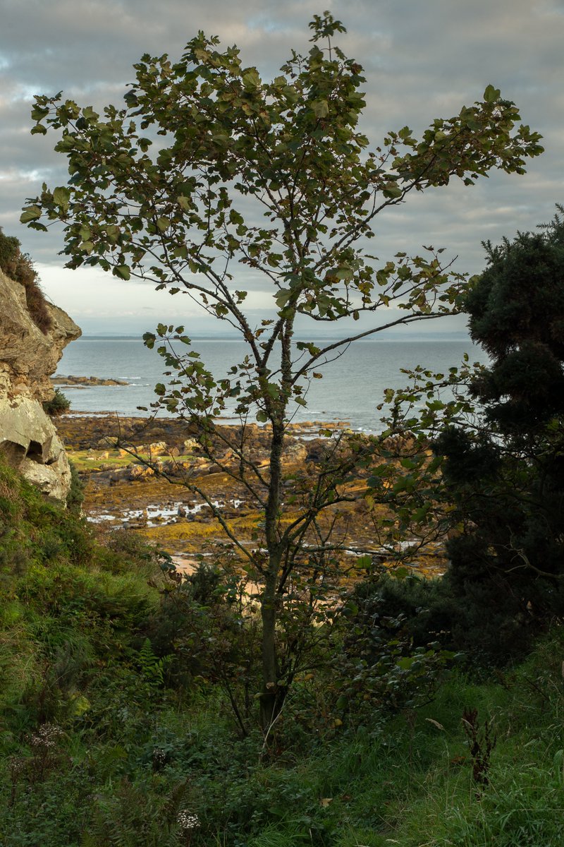 jonwood1978's tweet photo. #Walk along the #fifecoastalpath early this morning #rockandspindle #volcanic @welcometofife @fifetourism @exploringfife #greattobeoutside https://t.co/HviHVz0VGH