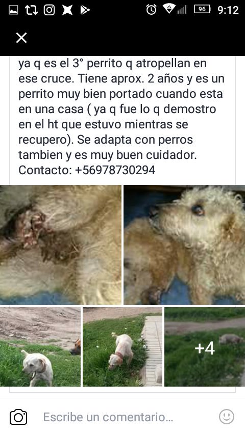 Chilena9772's tweet photo. Lucaton para perrito amputado. Datos para depósito 👇👇👇
#Santiago 
RT @albamaria777 @DraJuguete37 @cathymendy @SantiPintoArchi @demarylouise https://t.co/jqxsI54Q4u