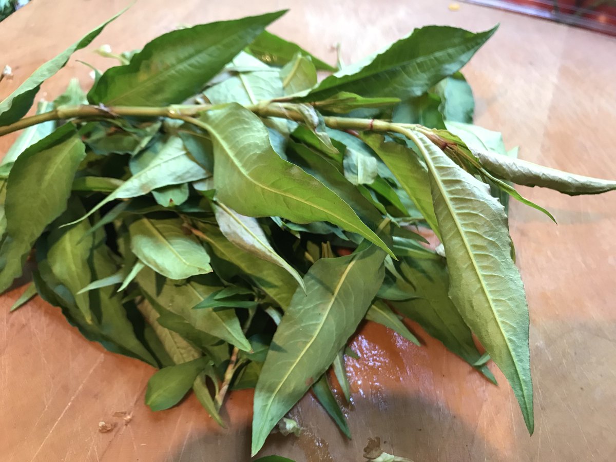 Charlotte Bronte krans Også Boris Mann on Twitter: "Here's a pile of rau ram AKA Vietnamese coriander  also from our garden. Will go in the eggplant. It's usually strong  coriander, now lemony https://t.co/JCaQ4ezReV" / Twitter