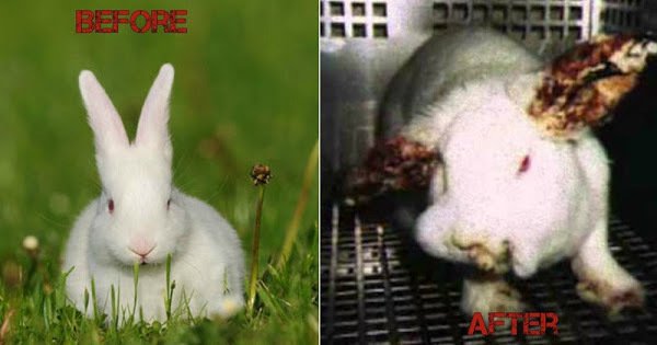 AnimalsBelize's tweet photo. TRS Labs Inc: Please stop animal testing! Plz sign: https://t.co/7gPh1mSaZU Look at this: https://t.co/363e7o8Mlc https://t.co/alTohJxPkV