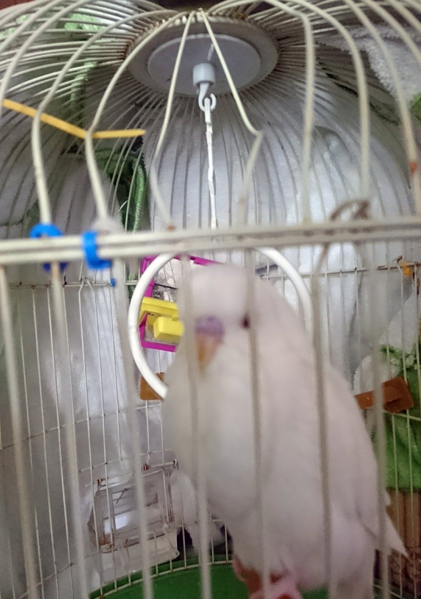 キヲル در توییتر 酷くないですか インコの鳴き声のギギって言う声でうるさいからってカゴ殴るなんて いつもそいつ来ると鳴くんですよ 絶対 インコから嫌われてますよこれ 本当悲しいです セキセイインコ キヲル در توییتر 酷くないですか インコの鳴き声のギギって言う声でうるさいからってカゴ殴るなんて いつもそいつ来ると鳴くんですよ 絶対 インコから嫌われてますよこれ 本当悲しいです セキセイインコ