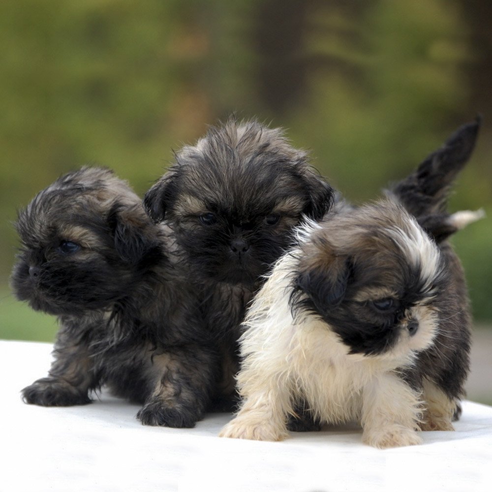 ForeverShihtzu's tweet photo. Shih Tzu are smart and friendly dogs! 🐶💕🐶 #ShihTzu #Pets https://t.co/UgF6YsqCxc
