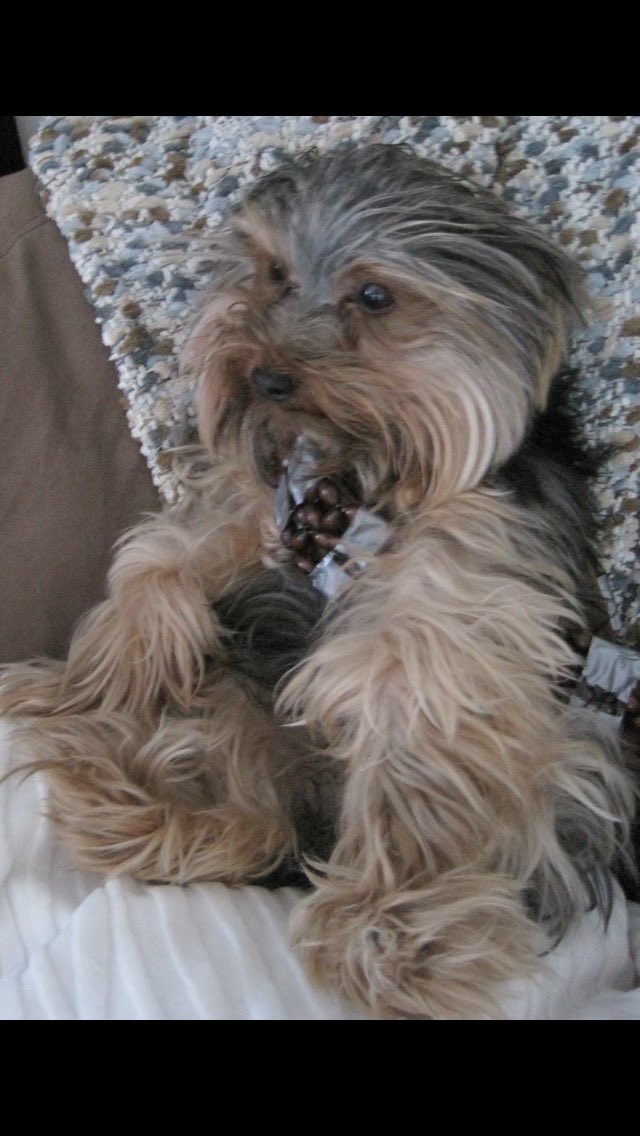 OILanatude's tweet photo. @HamillHimself Halloween is my FAV day of the year.I can dress my poor #yorkie up whether she likes it or not.Haha #chewy #cheebacca #MTFBWY https://t.co/oegynfnxr2