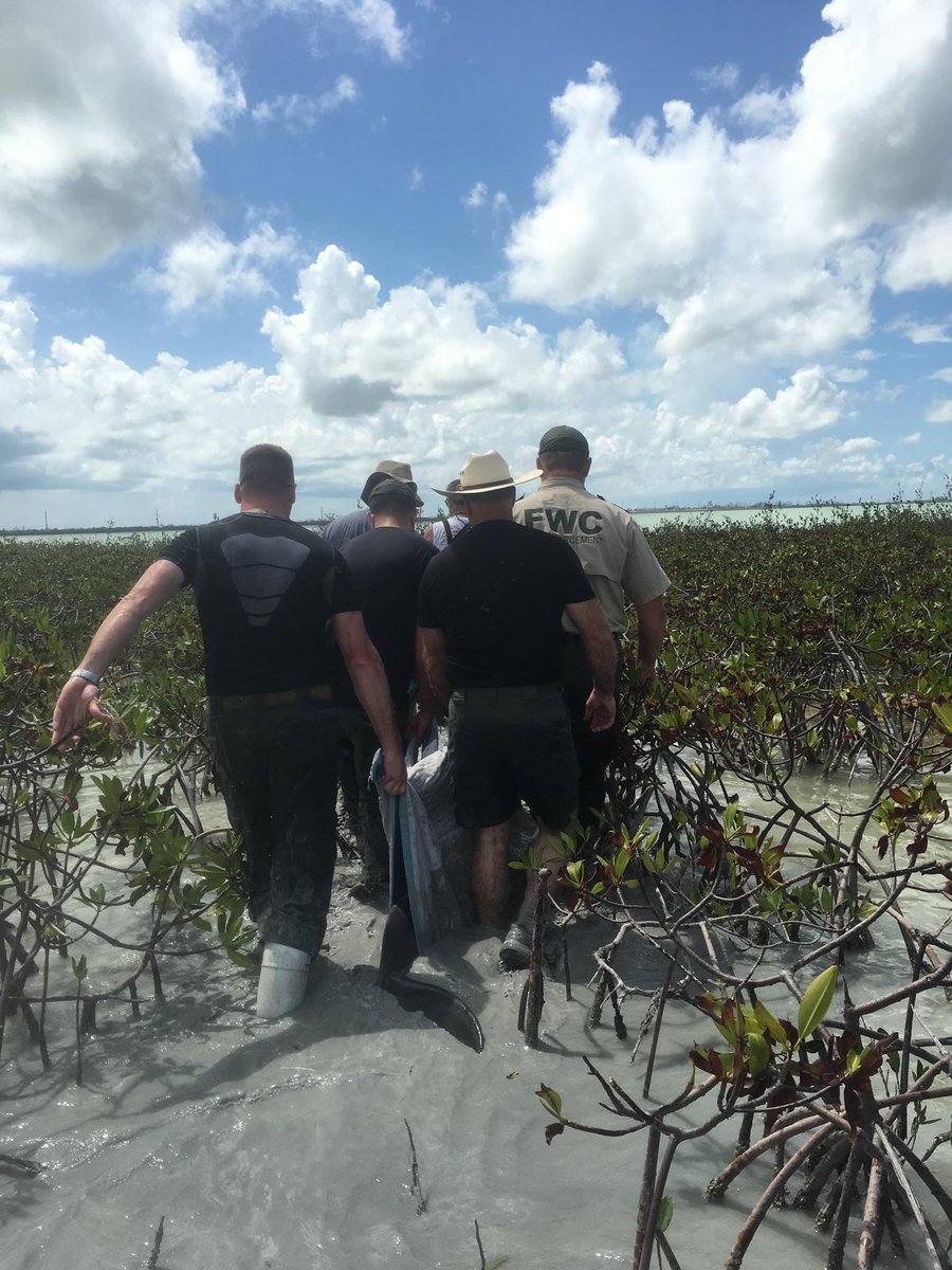 'Dolphin Tale' rescuer helps save porpoise in Florida Keys bit.ly/2xZKhdO?utm_me… https://t.co/8XSzZIX5SH
