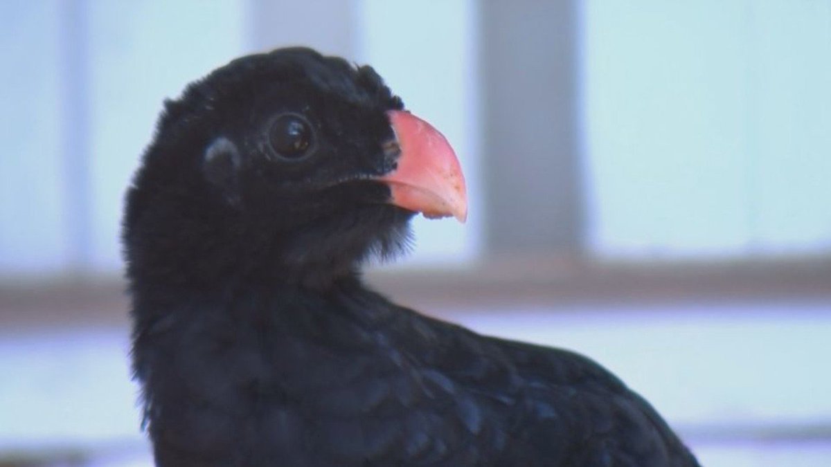 g1's tweet image. Primeiro filhote de mutum nascido em criadouro de SP será reintroduzido à natureza  glo.bo/2wcXGKQ #G1