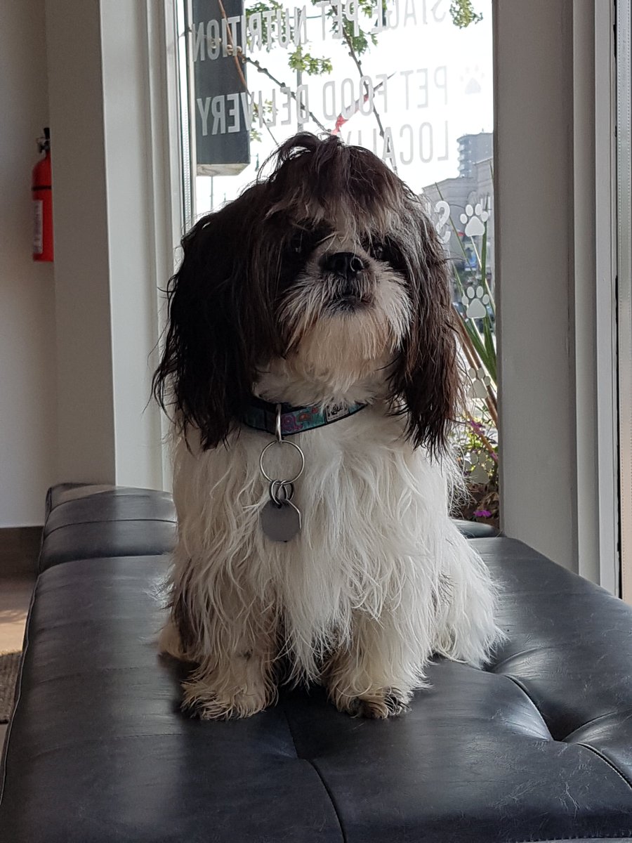 Bronte Village Vet tweet media