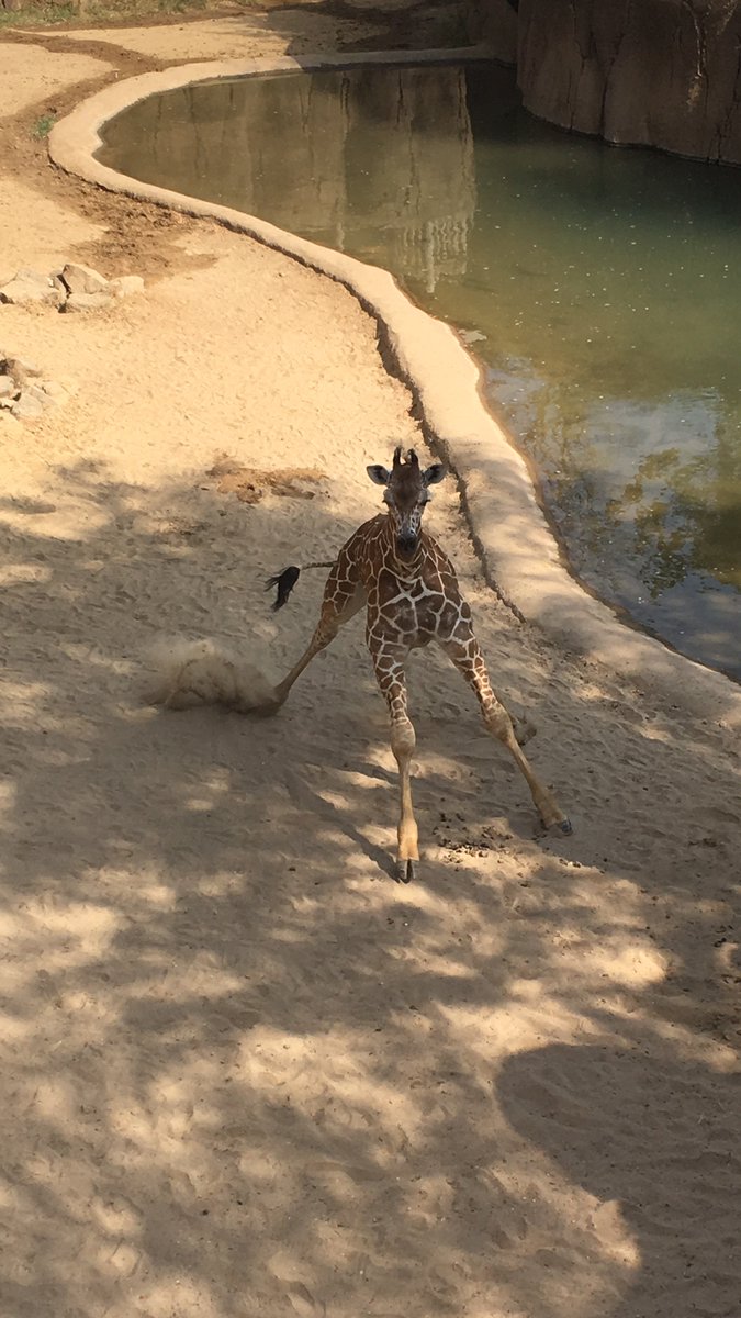 PreKManning's tweet photo. ALWAYS love the @DallasZoo  ! Loved seeing the babies #savetogether https://t.co/zCXuSWw2NL