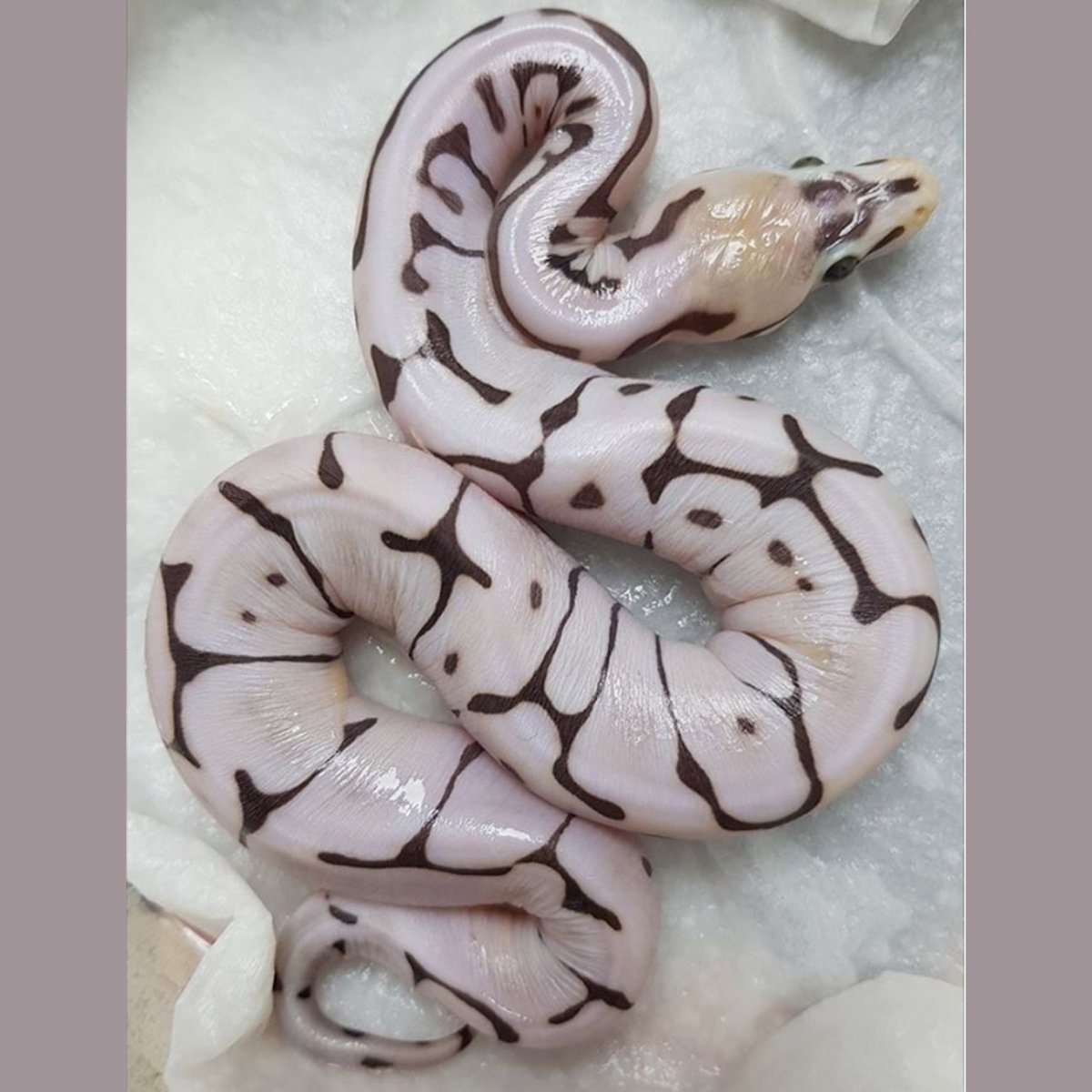 Scaleless Ball Python