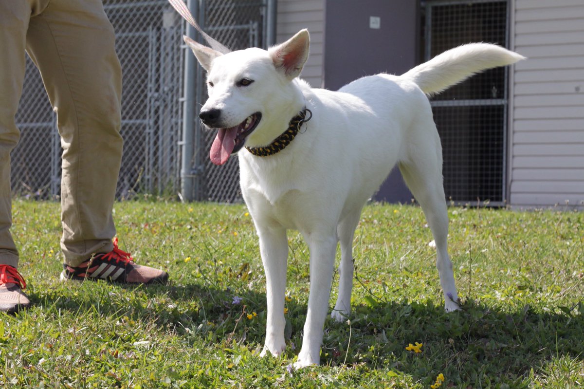 RedemptionPaws's tweet image. Meet Marshmallow! She is now available for adoption along with many other dogs! redemptionpaws.org/category/adopt… #rescuedogs
