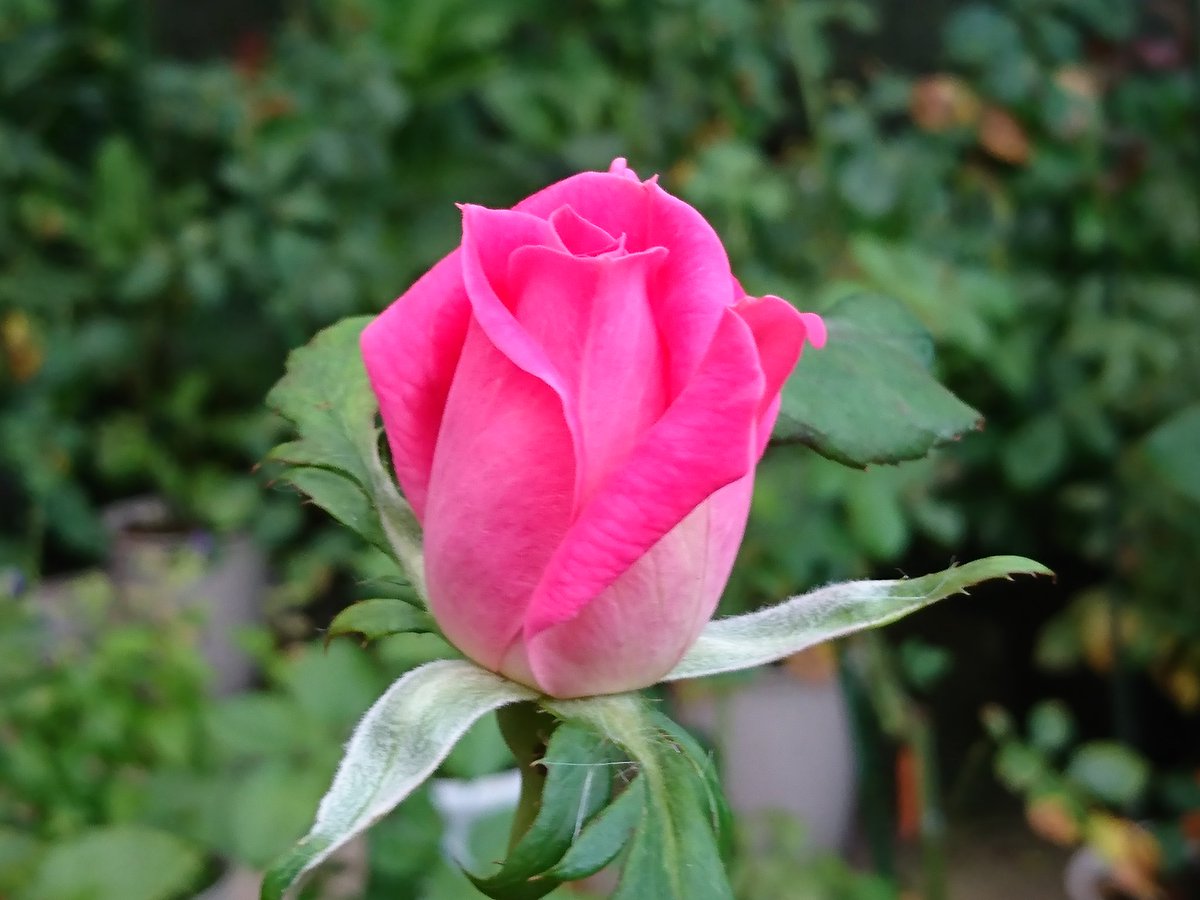 ピンク ダブル ノックアウト Cerca Al Twitter