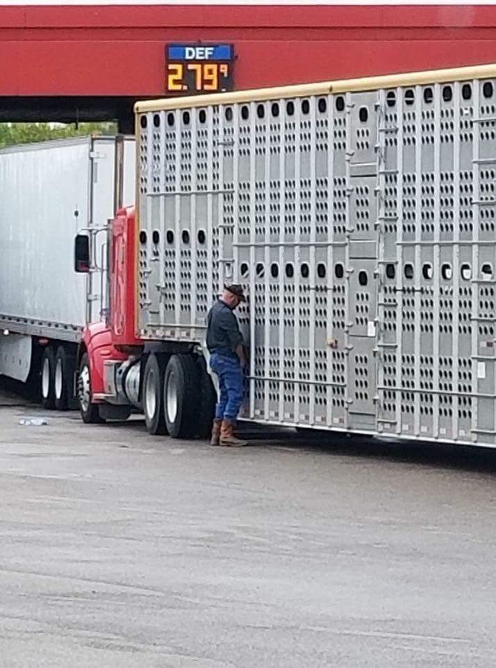 Is he getting sucked off by a cow?