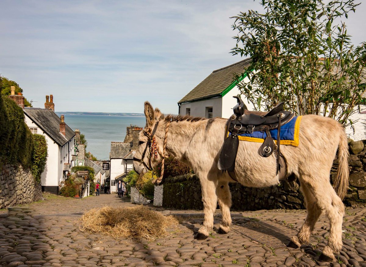 GreatDevonDays's tweet image. Timeless ! The donkeys are still a feature on the cobbled streets @ClovellyVillage @lovenorthdevon photo #PhilBeer