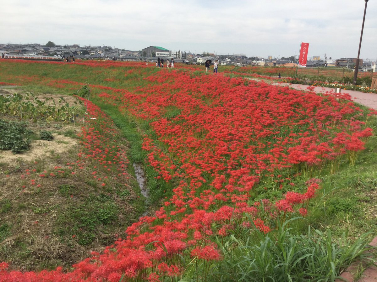 大阪大正区カウンター4席の温々 ぬくぬく 平日16 19時土日13時 昼呑み A Twitter リアル地獄少女な景色 愛知 ごんぎつね 曼珠沙華 彼岸花 大阪大正区カウンター4席の温々 ぬくぬく 平日16 19時土日13時 昼呑み A Twitter リアル地獄少女な景色 愛知 ごんぎつね 曼珠沙華 彼岸花