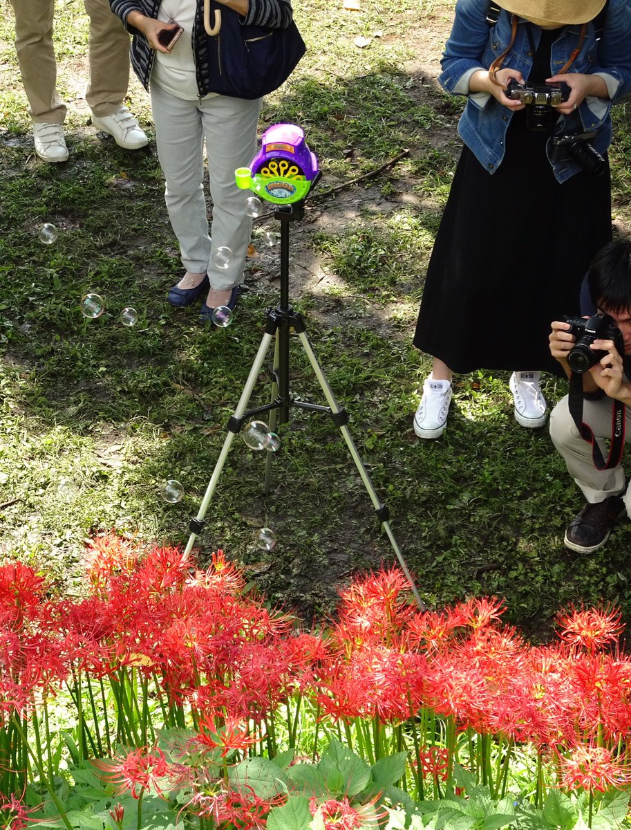 mercy_kujira's tweet photo. インスタ映えサポート？のシャボン玉発生器も設置されてました（笑）#巾着田 https://t.co/3Isa8bNGvy