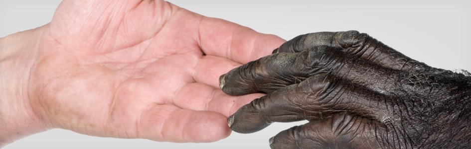 AiG's tweet image. The Untold Story Behind DNA Similarity ow.ly/66Zx30beiXc