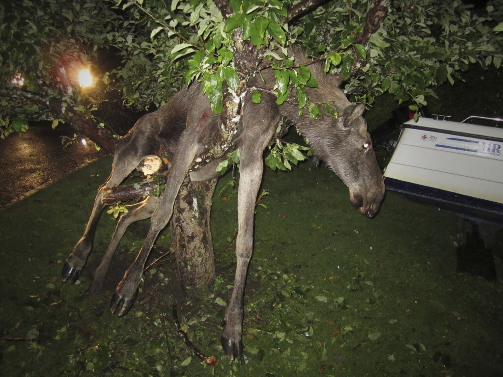 体も態度もでかいｗ発酵リンゴで酔ったヘラジカが木から救助されるもその場で爆睡 話題の画像プラス