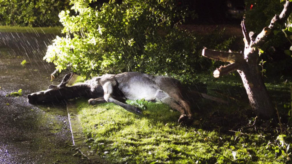 体も態度もでかいｗ発酵リンゴで酔ったヘラジカが木から救助されるもその場で爆睡ｗｗ