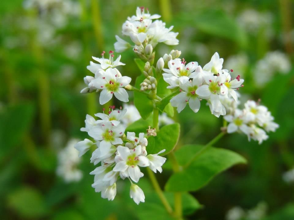 メリアルーム على تويتر 今日の花 9月24日の誕生日花は 蕎麦 花言葉は 懐かしい思い出 この日生まれの人は貯金が趣味というほど真面目さんが多いです 常に将来を考えながら行動しているので 周りから頼られるでしょう 9月24日 誕生花 花占い 花言葉