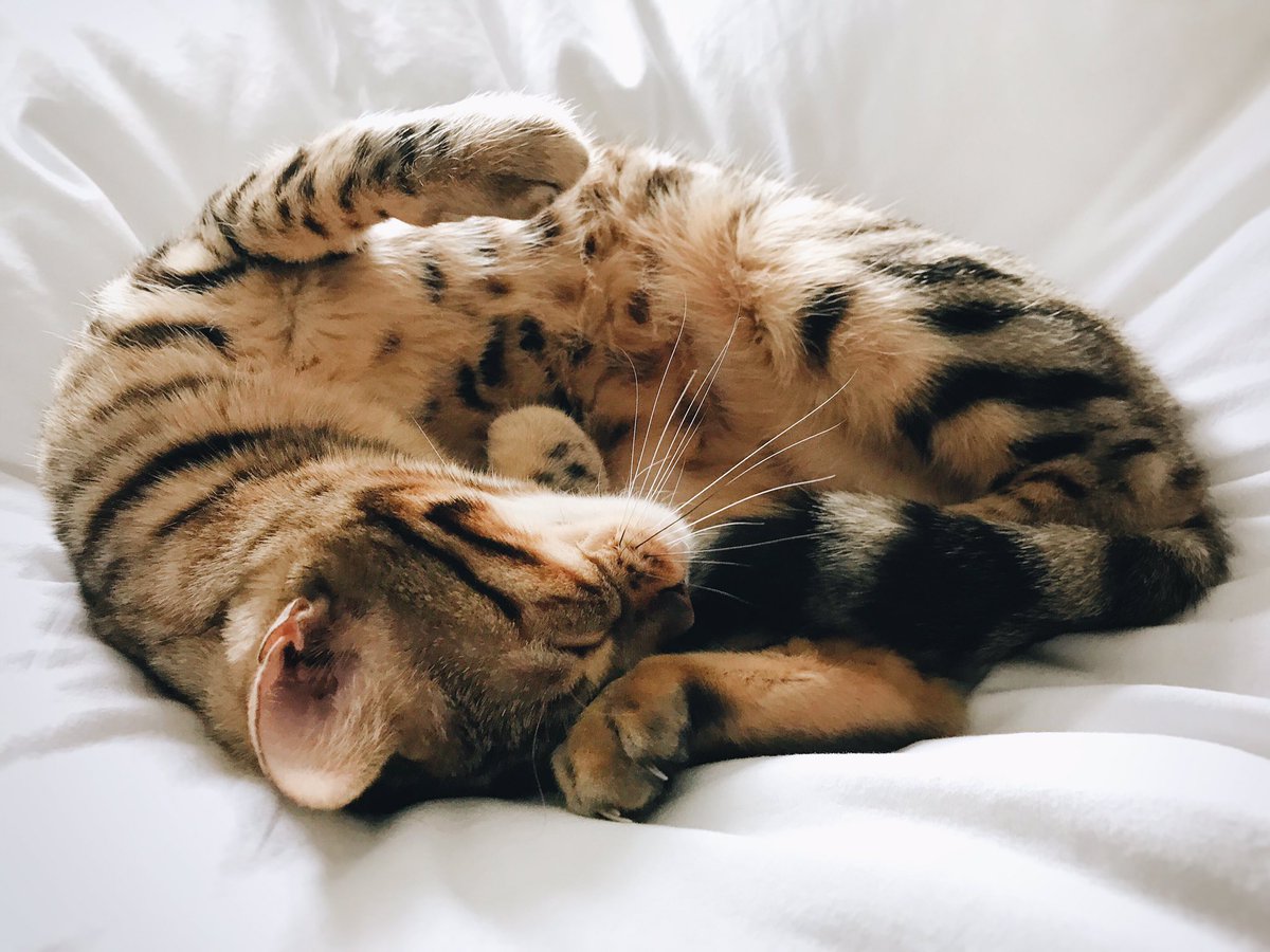 MarieHLaramee's tweet photo. Never. Seen. Anything. Cuter. #Catnap #CityBengal #BengalCat #Bengal #ILoveMyMalibu #CatsOfTwitter https://t.co/Ugs59lE3gF