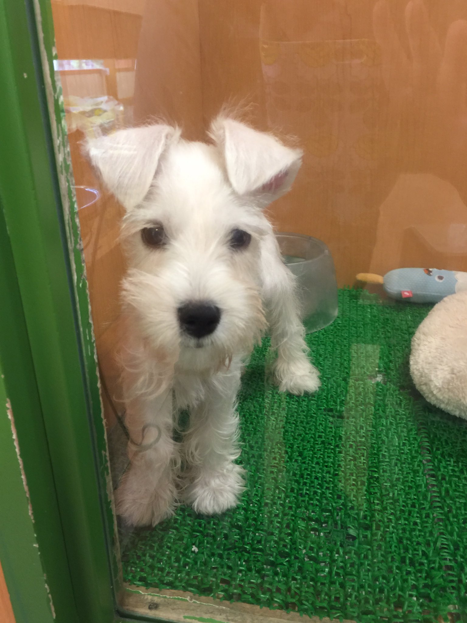 Petwith渋谷店 Twitterren 渋谷店に初めてきました 白いシュナウザーさんとなかなか来ないノーフォークテリアさん 元気で可愛いです ミニチュアシュナウザー ホワイト 男の仔 7月1日生まれ ノーフォークテリア 男の仔 7月12日生まれ 渋谷 ペットショップ