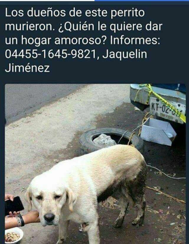 Rescate Animal tweet media