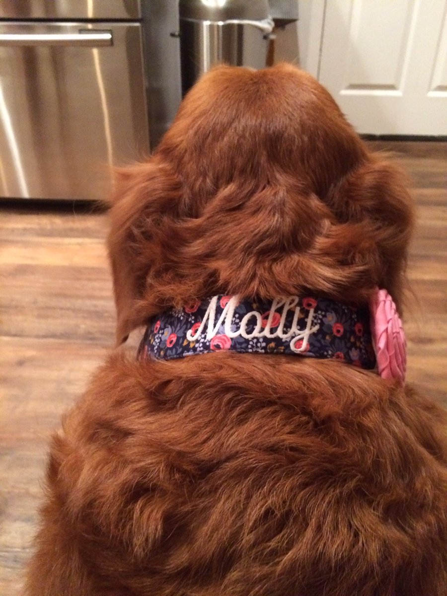 EmilyWritesYA's tweet photo. This girl is too cute! #goldenretriever #partnerincrime #writerslife #idontgetmuchdonewithheraround #lovebug #attentionhound https://t.co/Be3zS9LQeM