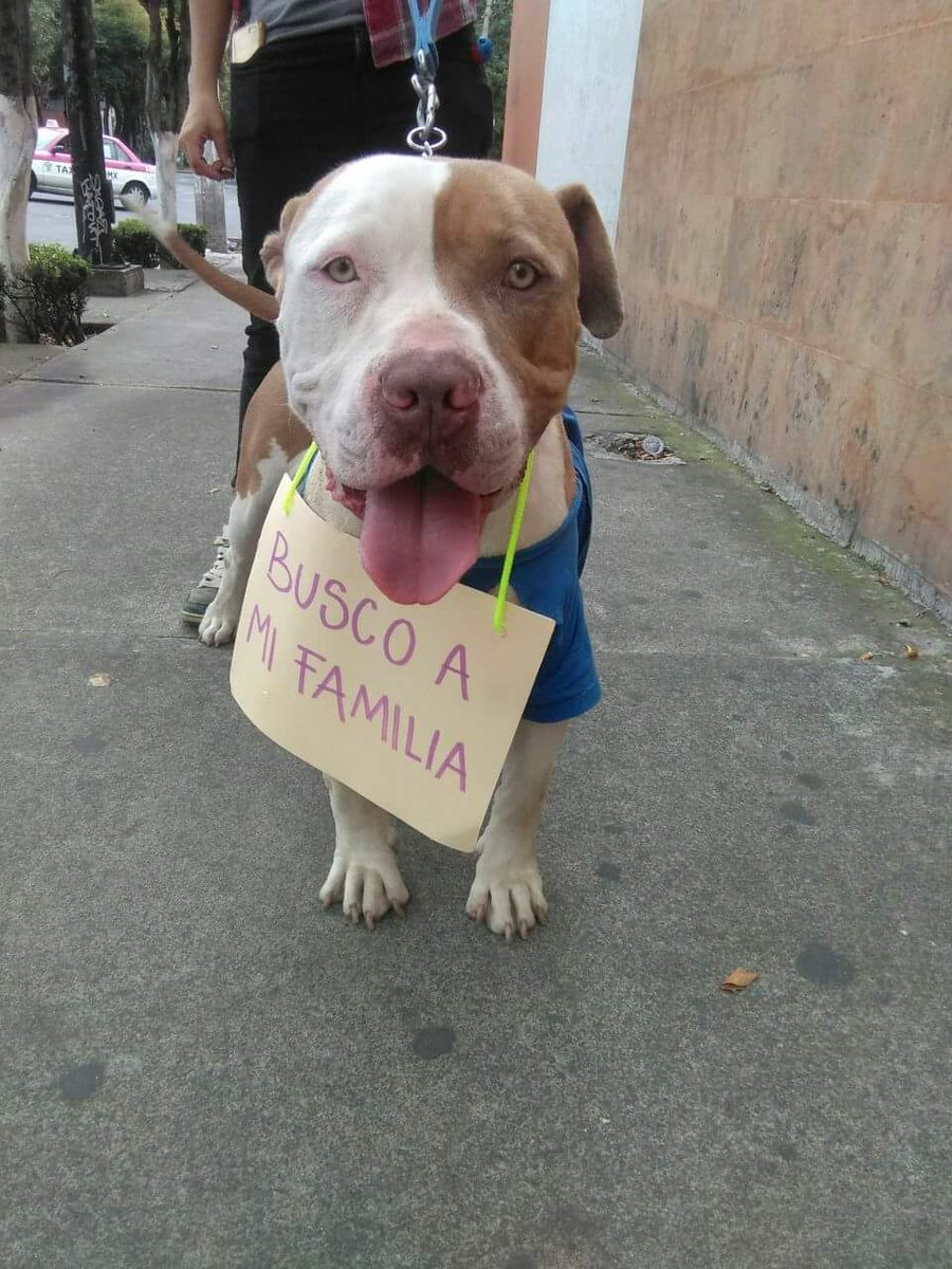 VIBRAmascotas's tweet photo. Se encontro en paseos de taxqueña https://t.co/LUjHniEmC5