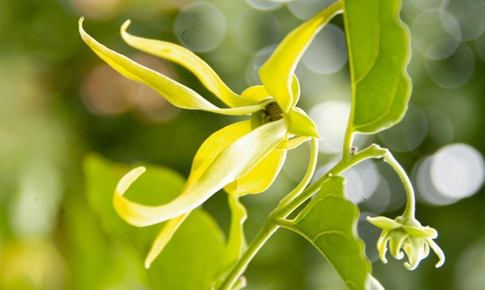 иланг иланг сандал ваниль