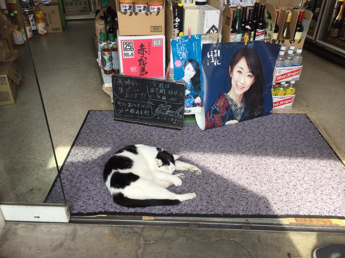 谷中の猫スポットってどこ 東京 谷根千エリア 谷中 根津 千駄木 猫目撃エリア８選 ねこもち