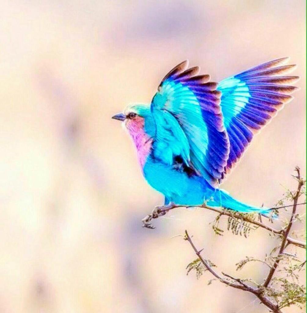 تراتيل امراه tweet media