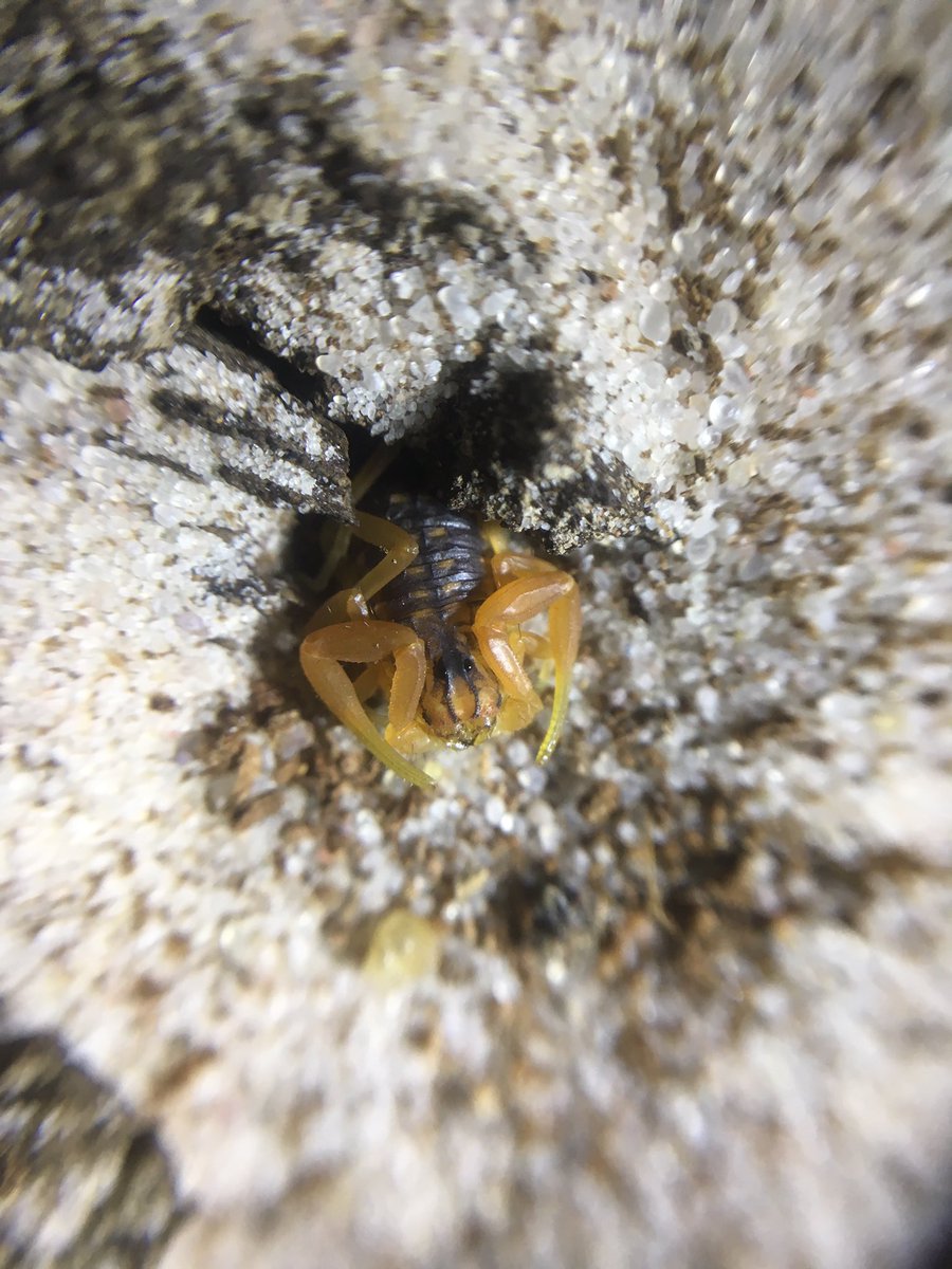 StugyStug's tweet photo. Buthus draa #buthus #buthusdraa #buthid #buthidae #scorpion https://t.co/r8UlktXqDE