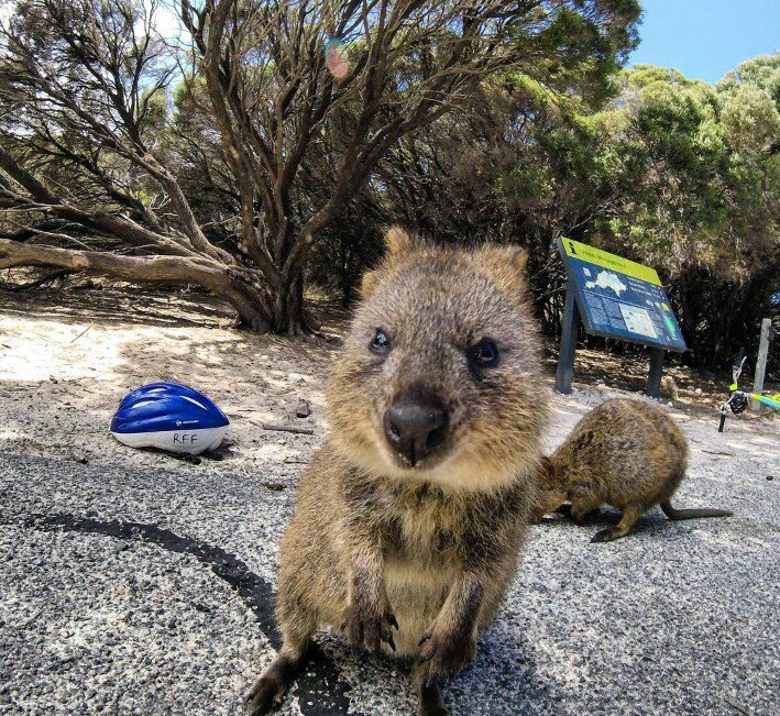 クアッカ 世界一幸せな動物 Mimiwaok Twitter