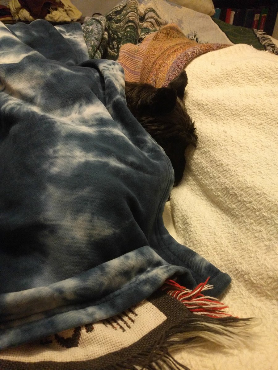 thebearded_lady's tweet photo. So cold I needed three blankets tonight! #andcuddles #beardtremble #socold #morecuddles #colderthan70degrees#colddog https://t.co/yBPppeNLzO