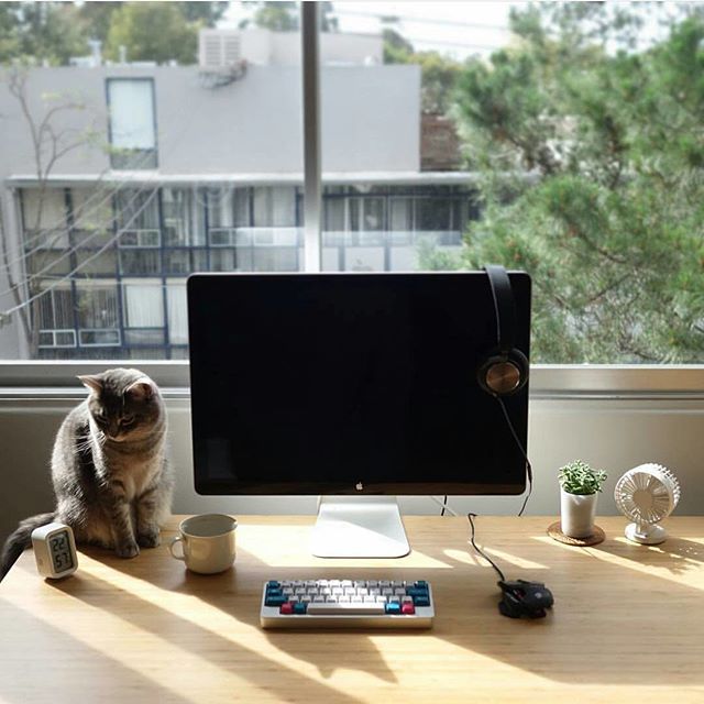 Your cat is counting, when will you show up? Setup by @winkeyless Via: Mac Setups https://t.co/pOrrXwI0hW https://t.co/IbnOpz3lHU 1