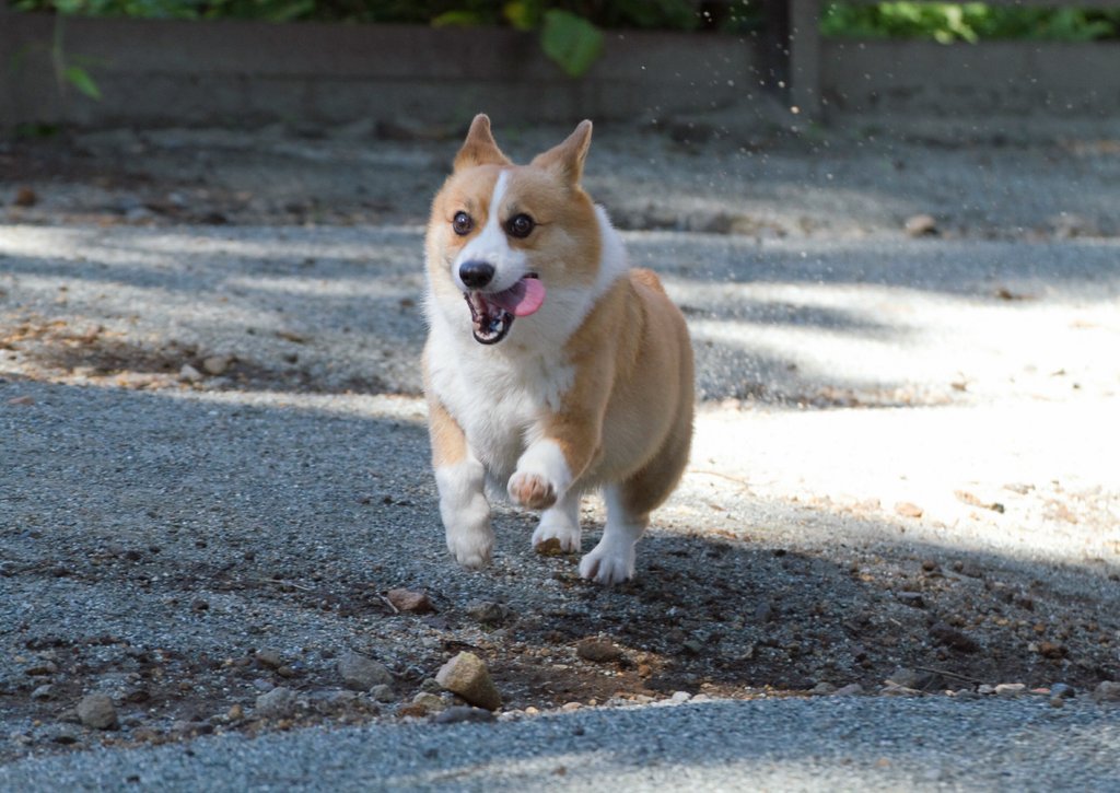 828corgi tweet picture