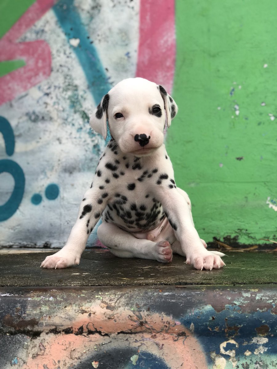 chachilynnjean's tweet photo. kuh•leed 🍄🖤🐶
#babuhboyy #102D https://t.co/2OLRYlC8N9