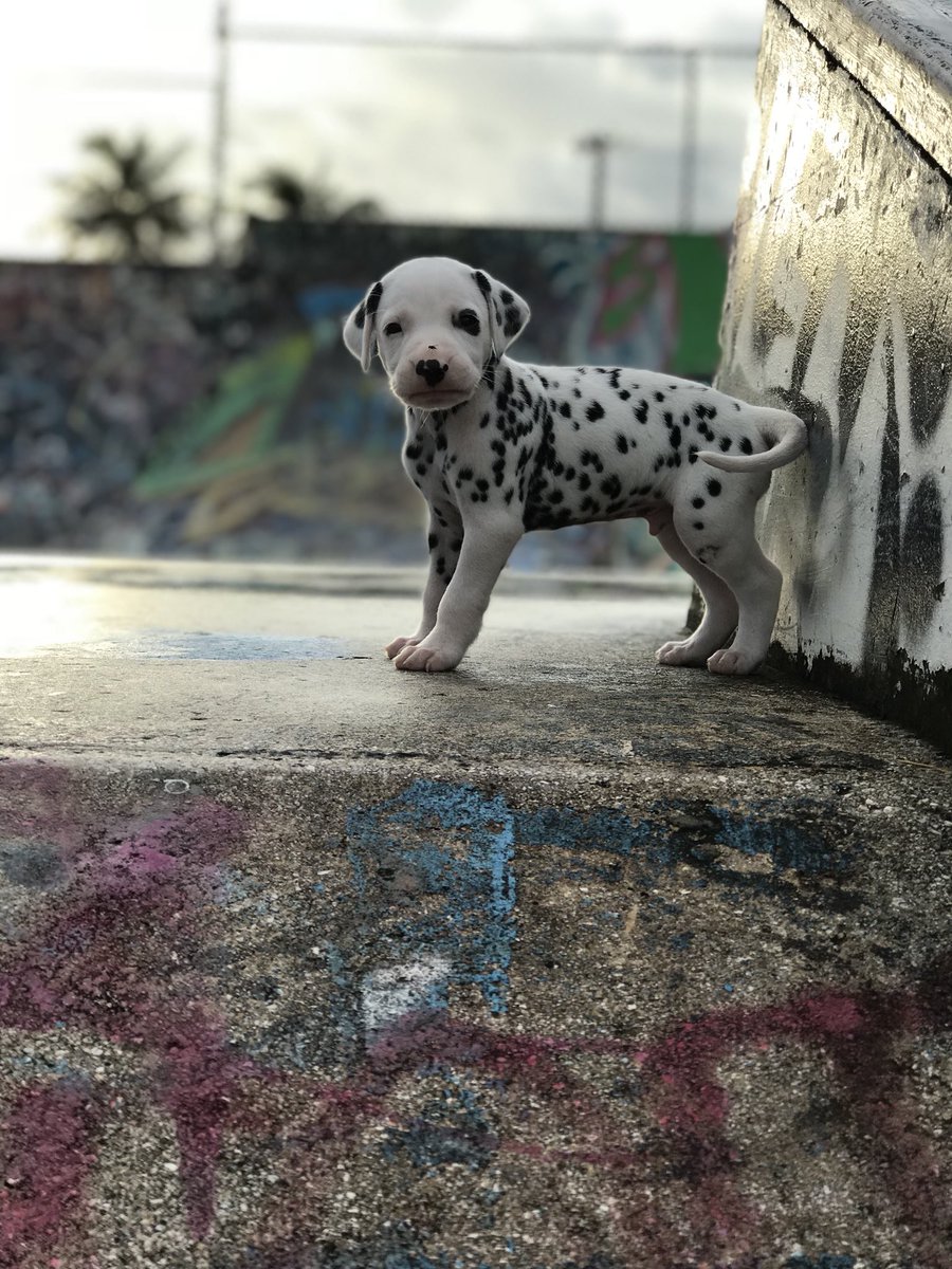 chachilynnjean's tweet photo. kuh•leed 🍄🖤🐶
#babuhboyy #102D https://t.co/2OLRYlC8N9
