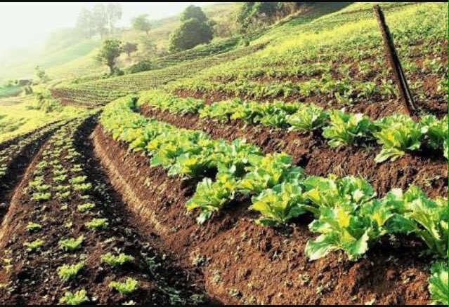 HabibRehmann's tweet photo. #futuremenu #food #security #agricofarms #Sustainability
https://t.co/LRQiHSkA3y https://t.co/HlH3RutLXk