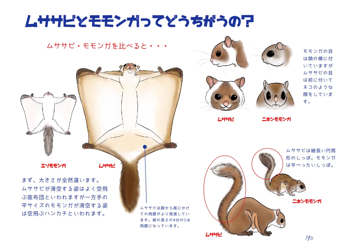 アニマルアレイ AnimalALLEY ムササビ モモンガ アニマルアレイ