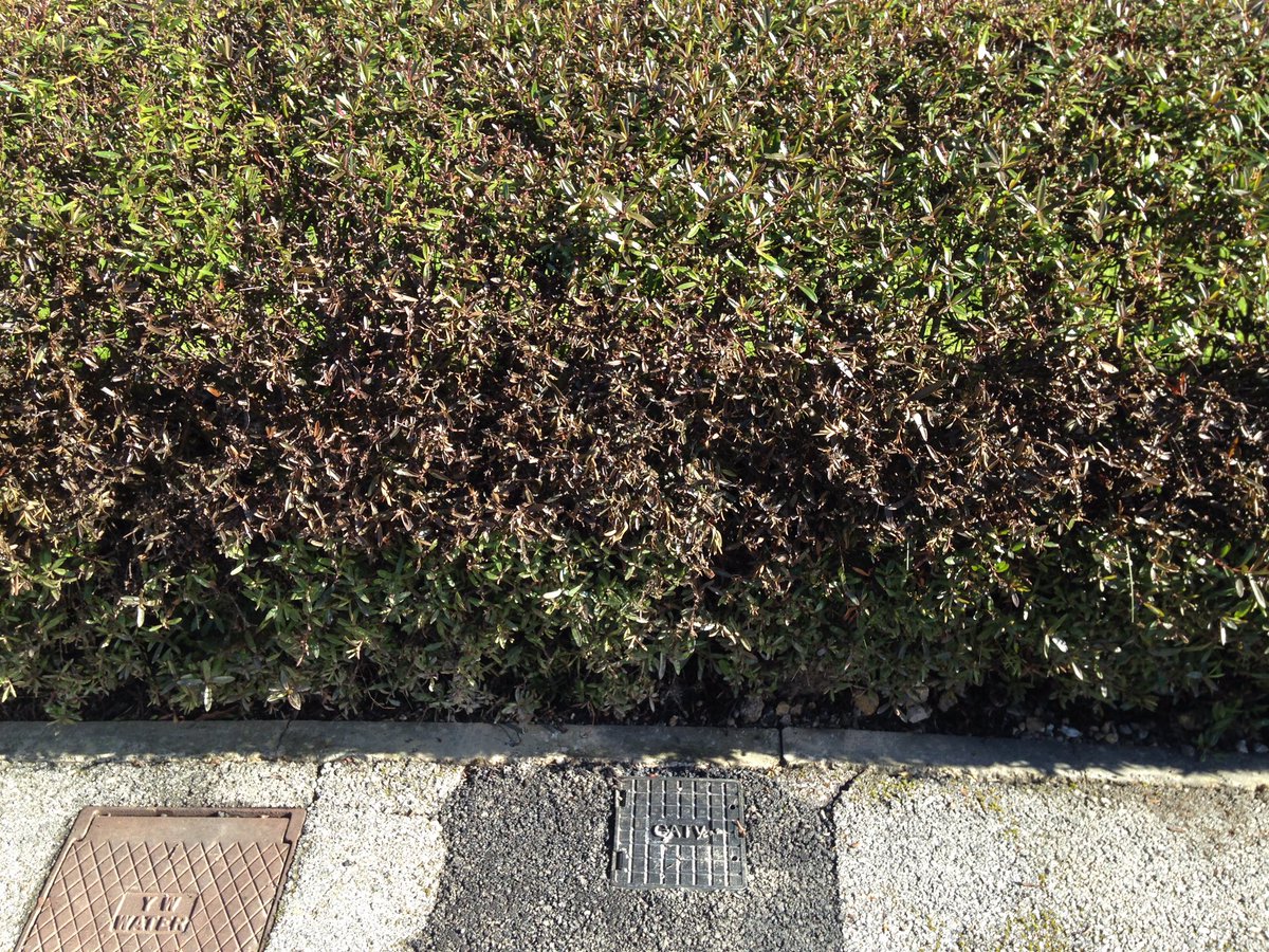 Beery_croft's tweet photo. #notgonnagrowback #deadwood Painstakingly maintained hedge #ruined by @virginmedia @virgin #notsigningup https://t.co/N8qmTWGEEO