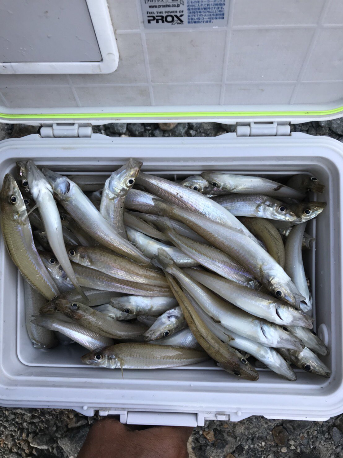 フィッシング zero 昨日は伸び悩んだ白キスの釣果 今日は再び釣果 まだまだ サイズを見ると落ちギスには ほど遠い感じですね 場所ムラは相変わらずですが 良い群れに当たると ご覧の通り 本当 江津市は白キス天国かも T Co Lniu2yvdyu フィッシング zero 昨日は伸び悩んだ白キスの釣果 今日は再び釣果 まだまだ サイズを見ると落ちギスには ほど遠い感じですね 場所ムラは相変わらずですが 良い群れに当たると ご覧の通り 本当 江津市は白キス天国かも T Co Lniu2yvdyu