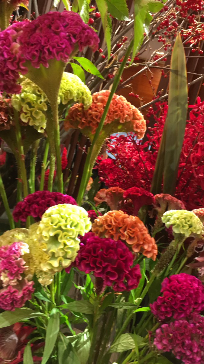 O Xrhsths Morishika Sto Twitter この脳みそみたいな綺麗な花の名前がしりたい