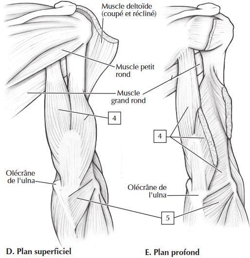 Featured image of post Netter Anatomie A Colorier Tom lucius italyillustrated it 9 out of 10 based on 500 ratings