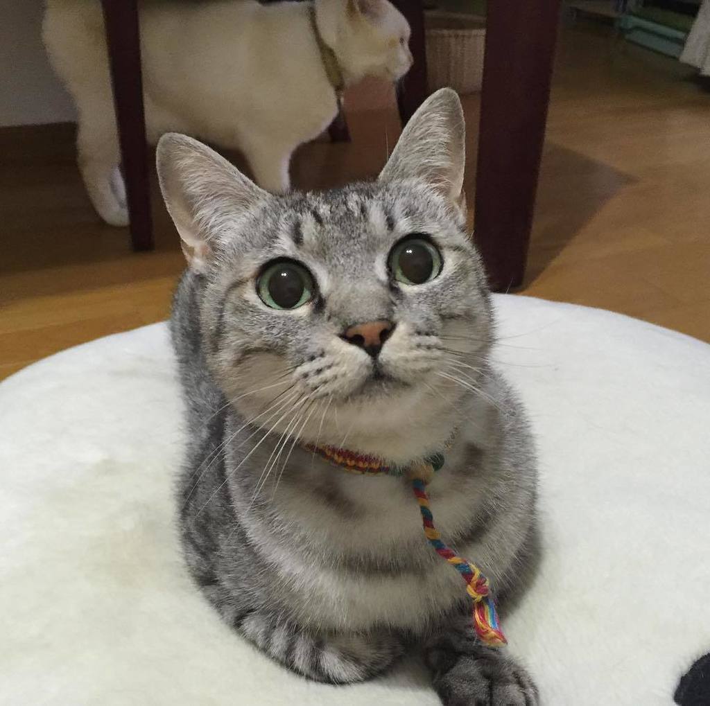 猫やとらじ 神様は 障害のある君に かわいい顔を授けてくれました 猫やとらじ らいくん9歳 T Co Maywc28qer 猫やとらじ 神様は 障害のある君に かわいい顔を授けてくれました 猫やとらじ らいくん9歳 T Co Maywc28qer