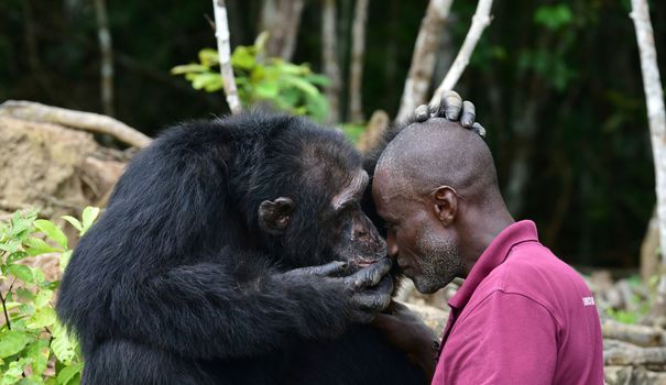CIVVR2's tweet photo. #civ En Côte d'Ivoire, Ponso, dernier survivant de l'île aux chimpanzés - L'Express https://t.co/LJwPPqpaue https://t.co/KGiGBtpAeu
