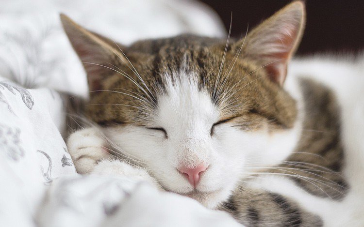 mickknutson's tweet image. Creating a REST Web Service With Java and Spring… bit.ly/2fJjDv4 #spring #web_dev #java_8 #web_application_development #mickknutson